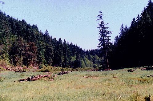 Meadow valley, pond location.